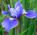 Iris - Vilkdalgis - Orville Fay